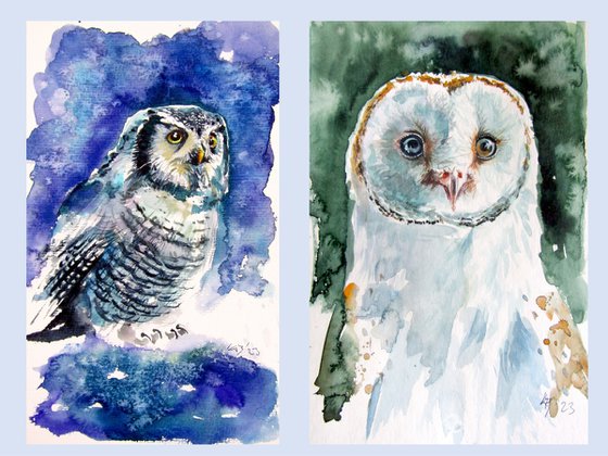 Owl collection