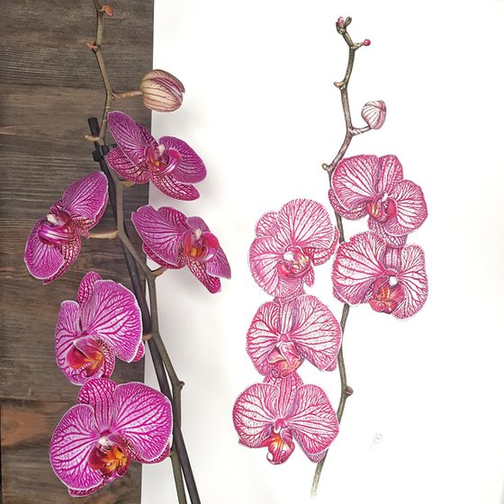 Purple Orchid