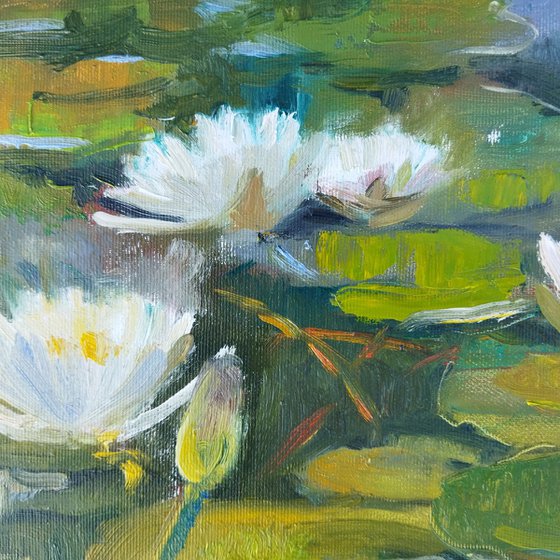 Pond with water Lilies