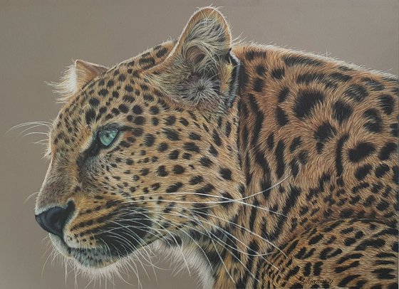 Serenity - Leopard portrait