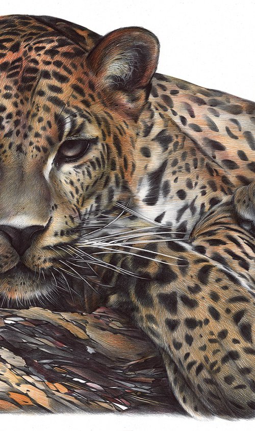 Leopard by Daria Maier