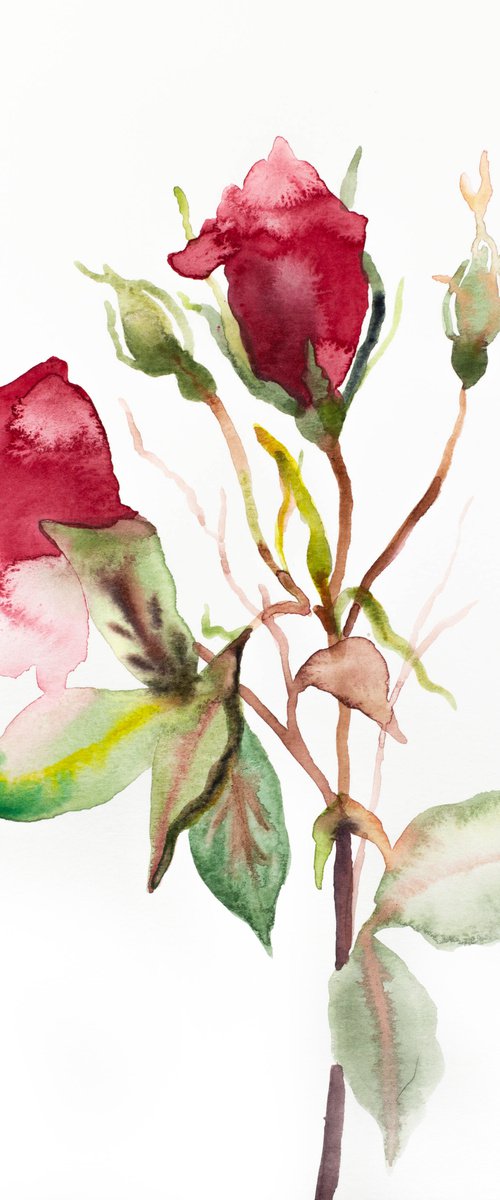 Rose Study No. 48 by Elizabeth Becker