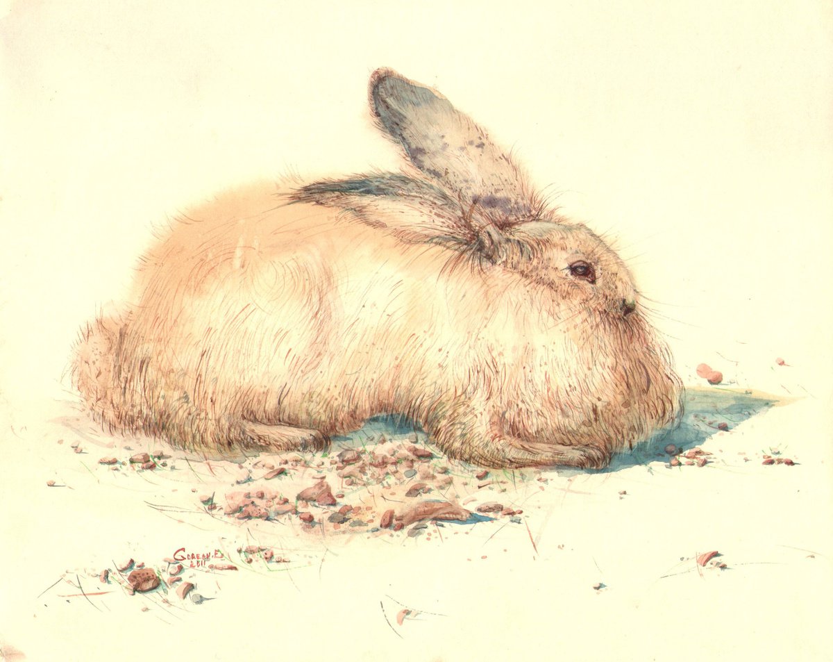Fluffy Bunny by Eugeniu Gorean