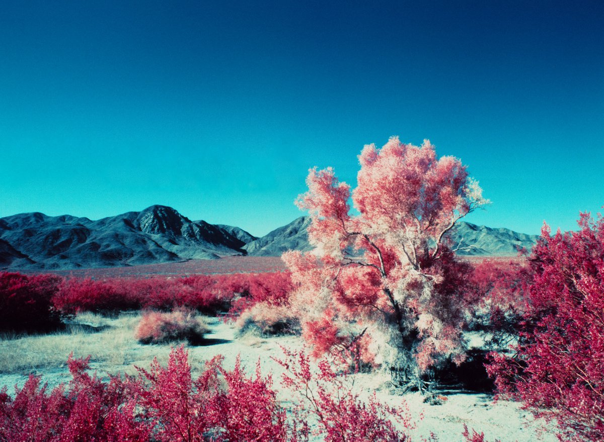 Red Mojave by Mark Hannah