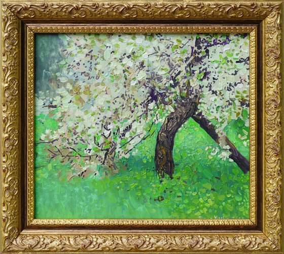 The cherry tree is in bloom