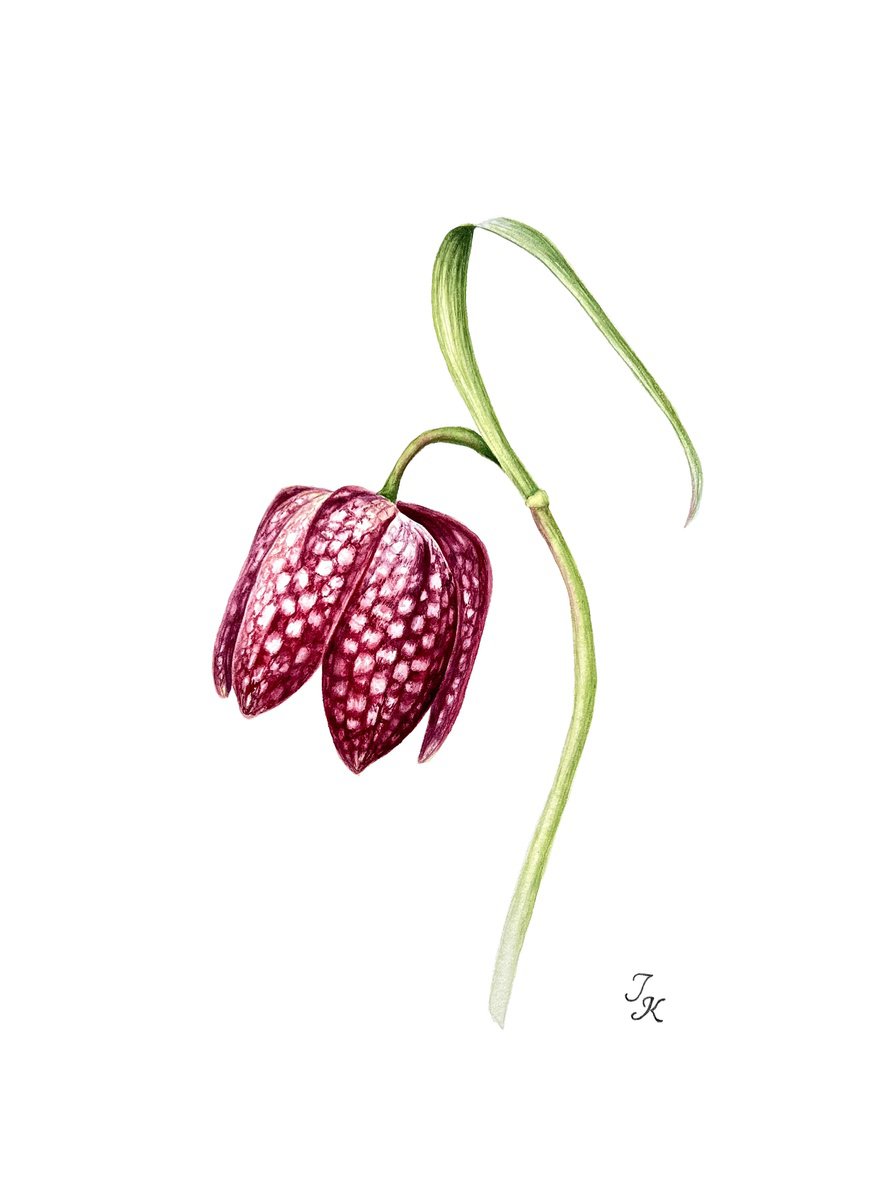 Illustrative Botanical Watercolour By Tetiana Kovalova, 9 X 12", Chess Flower, Original Artwork