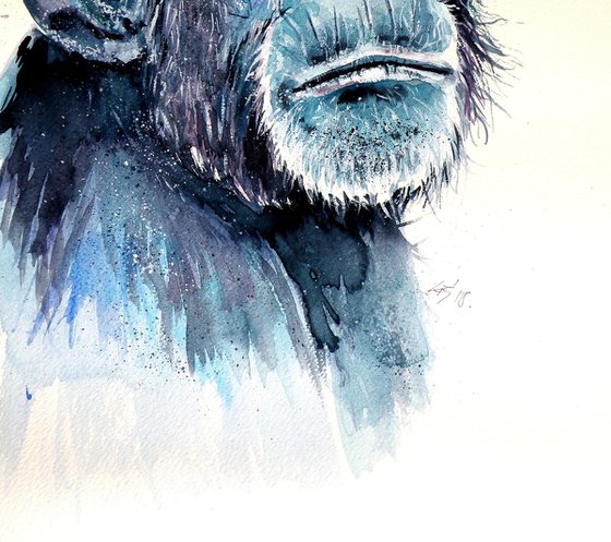 Chimpanzee