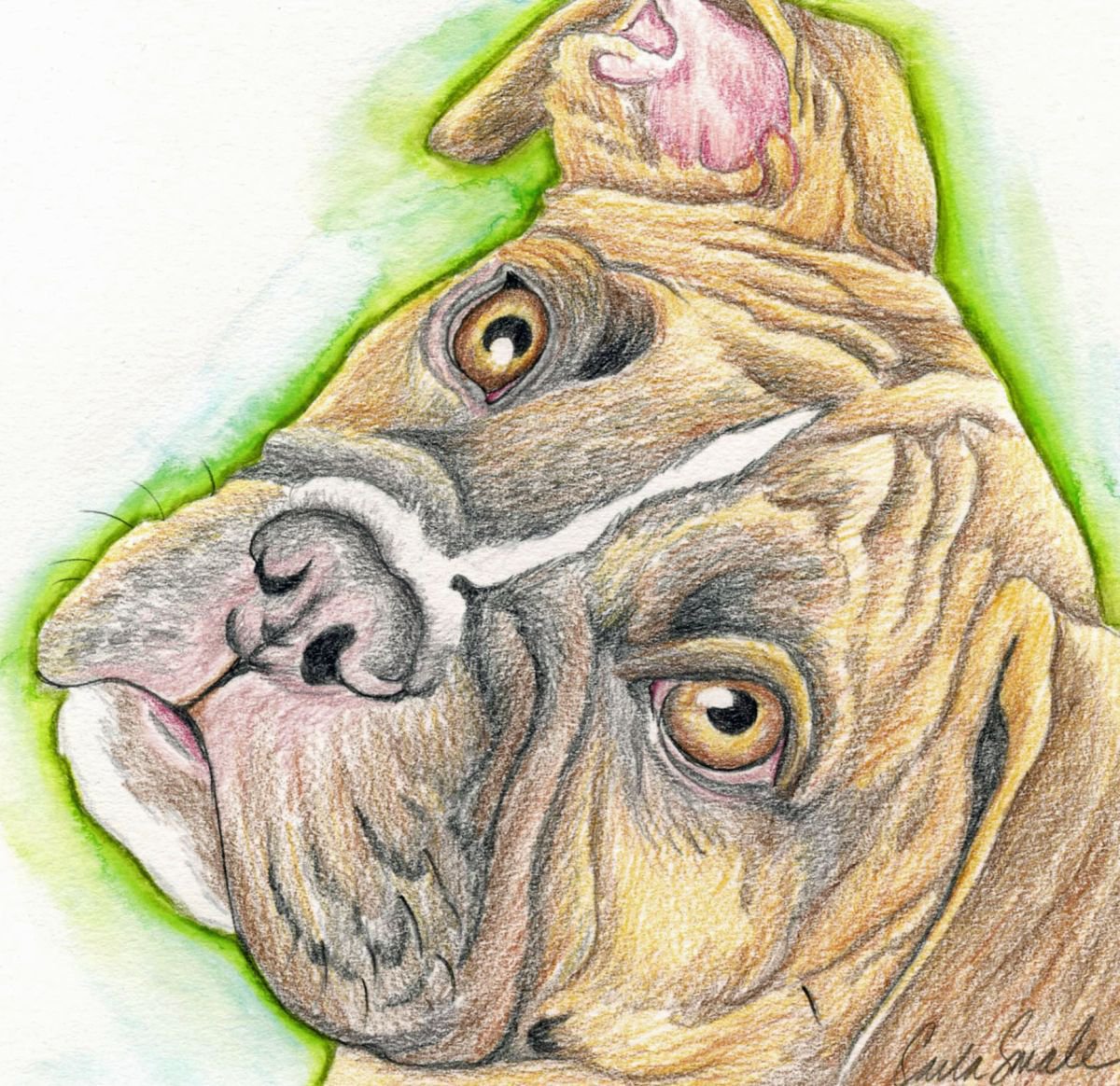 Boxer Pet Dog Original Drawing 6 x 6 Inches-Carla Smale by carla smale