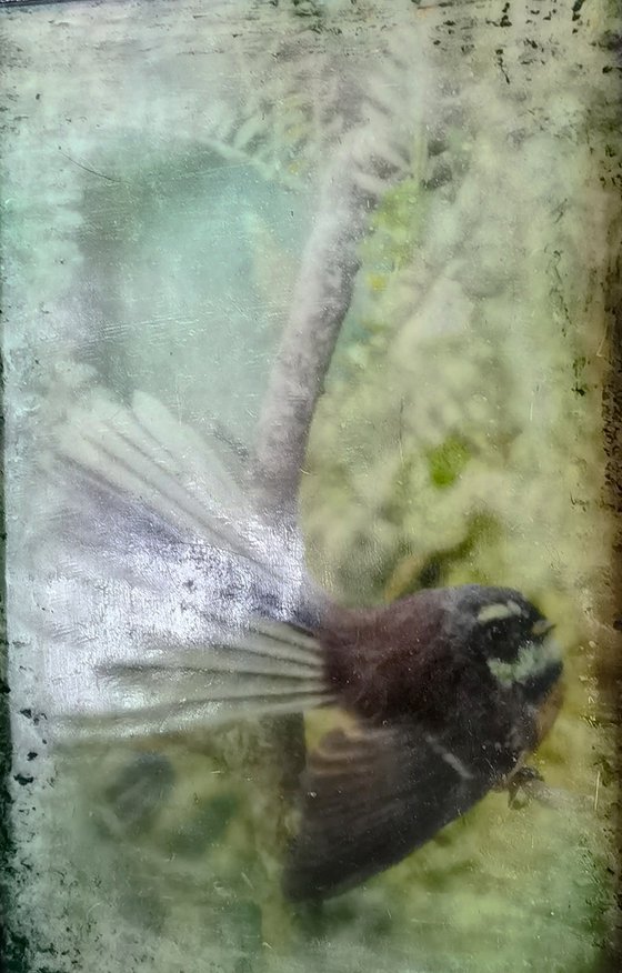 Fantail Flutter