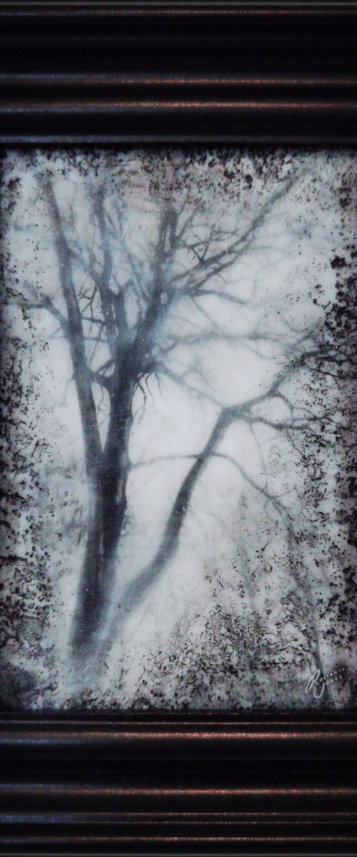 Framed Winter Tree by Roseanne Jones