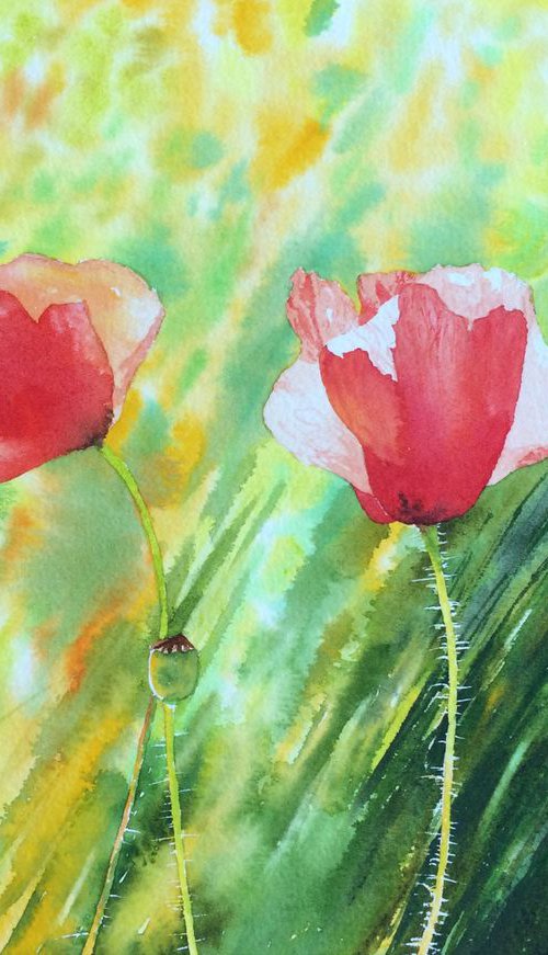 Poppies by Silvie Wright