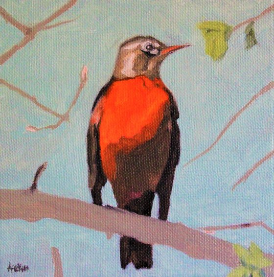 Song birds - Robin