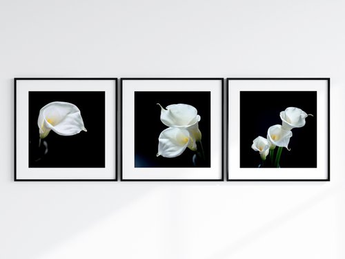 Calla Lily Triptych - Three 12 x 12 Photo Prints by Emily Kent