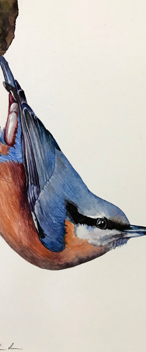 Nuthatch by Lisa Lennon