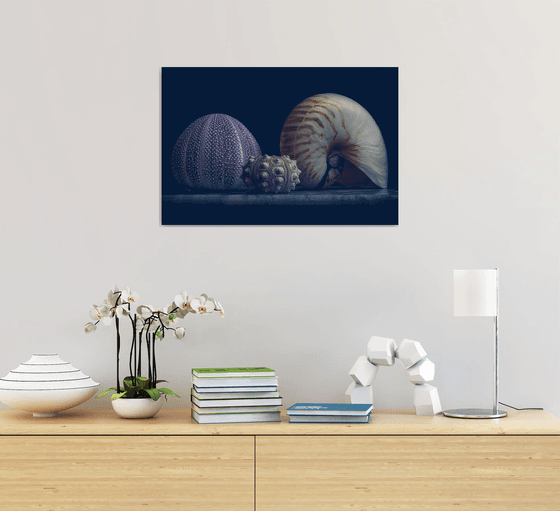 Anemone's and Nautilus shell