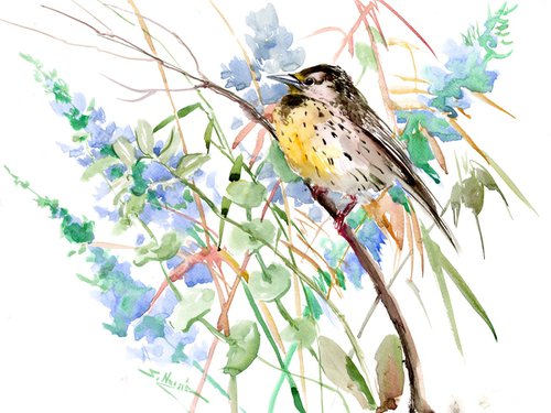 Eastern Meadowlark in the wild by Suren Nersisyan
