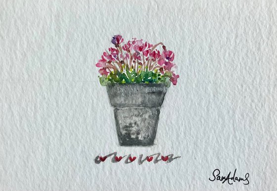 Cyclamen flower pot