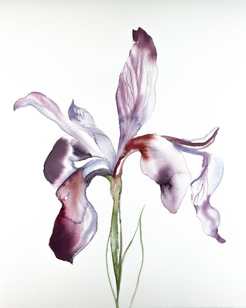 Iris No. 73 by Elizabeth Becker