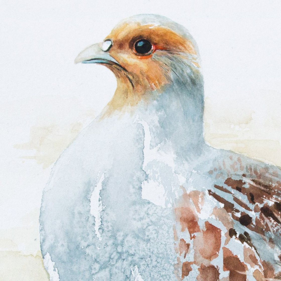 Grey Partridge (Perdix perdix) Watercolour: Andrzej Rabiega | Artfinder