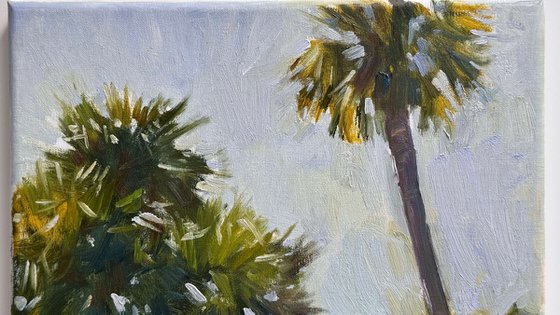 Afternoon Stillness, Florida