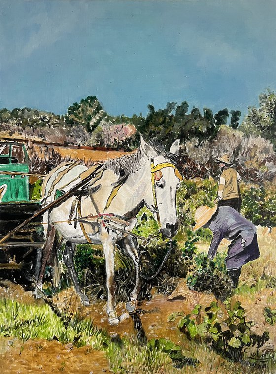 Grape harvest in Morocco