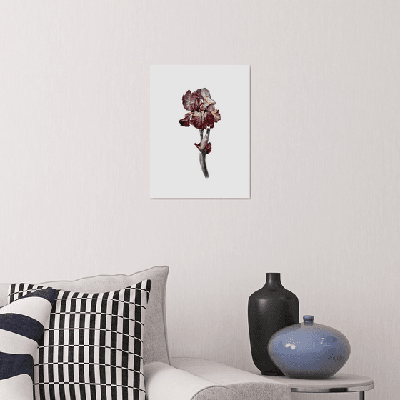 Burgundy iris flowers Painting
