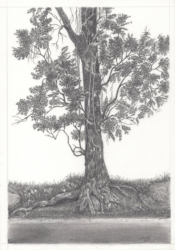 Indian Mahagony Tree