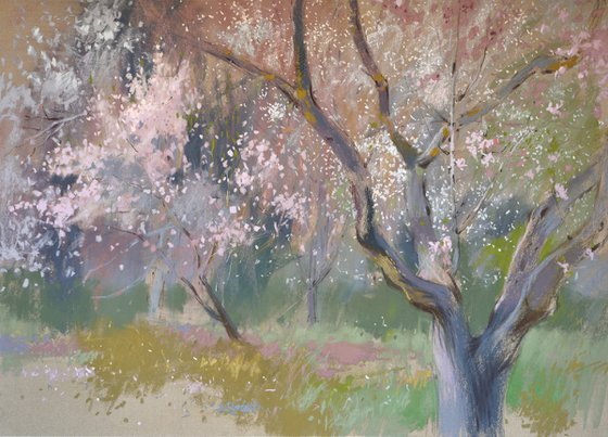 Under the almond blossoms