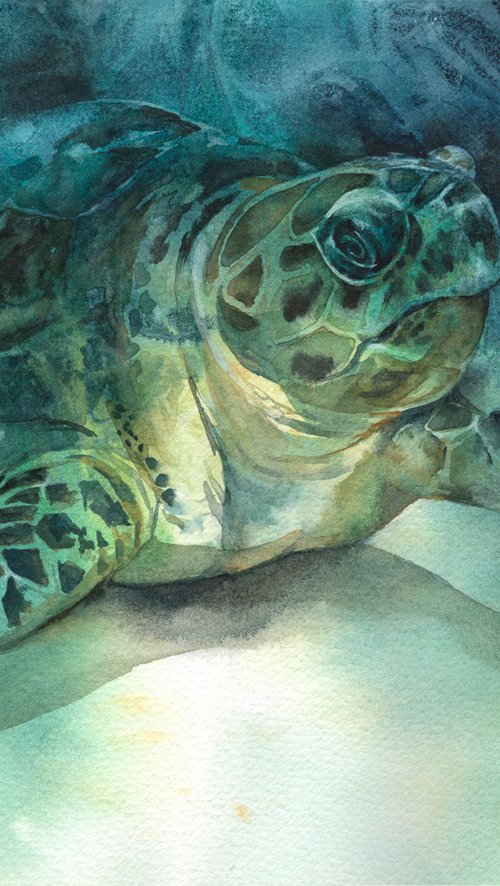 Hawksbill Turtle by Anjana Cawdell
