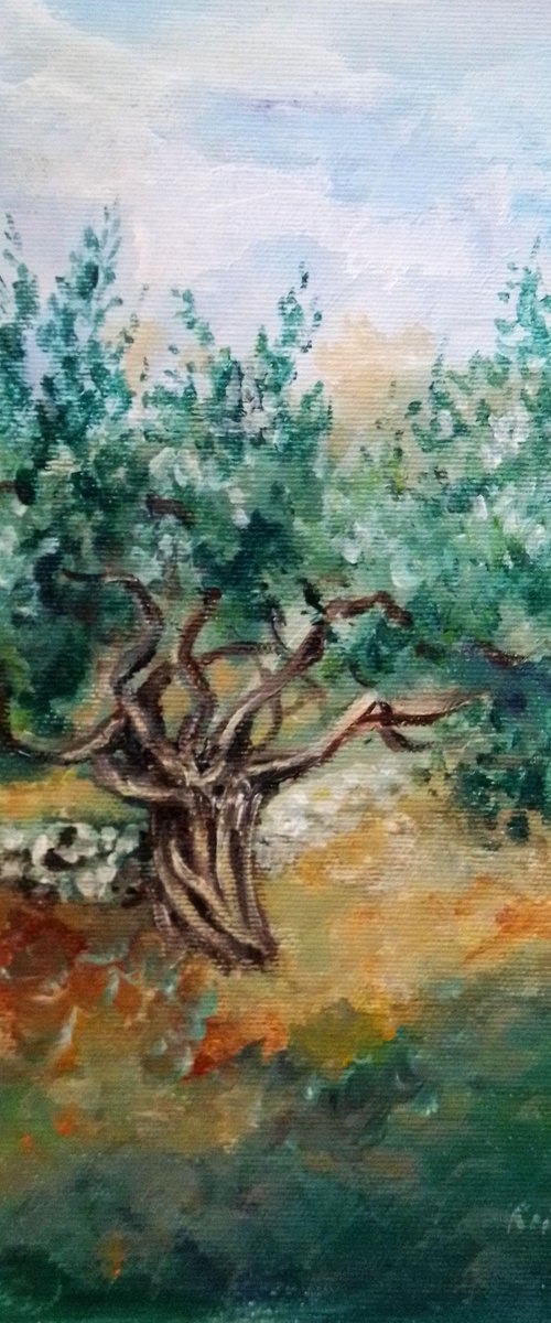 Olive tree by Kristina Valić