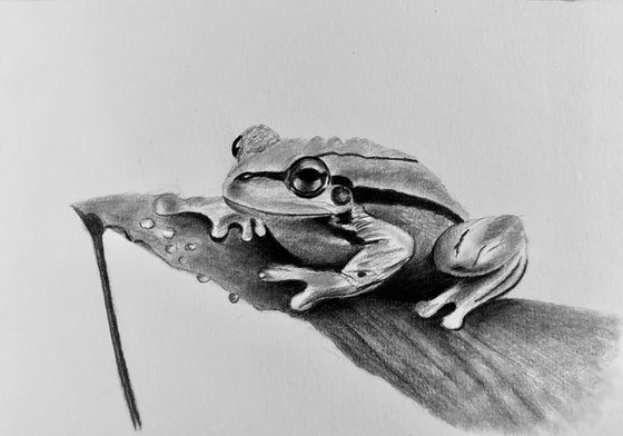 Tree frog