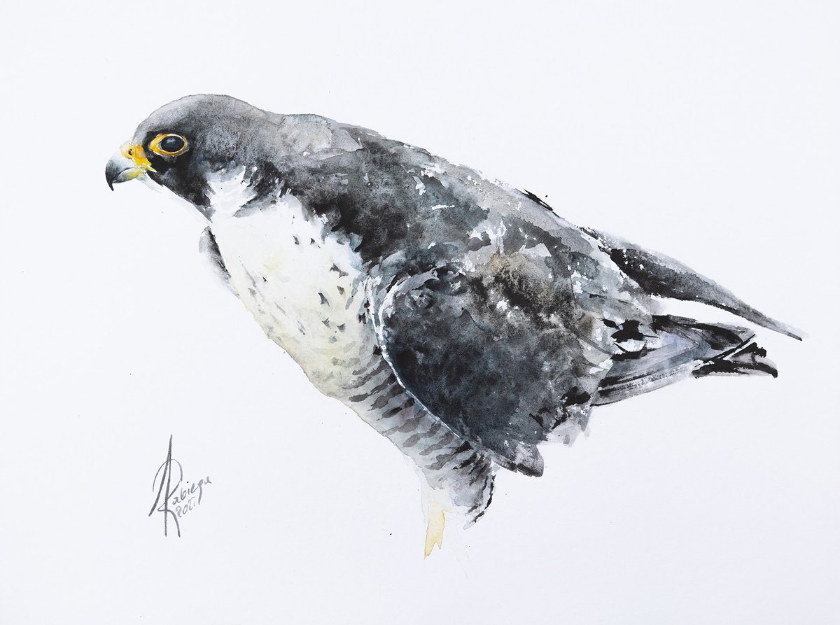 Peregrine Falcon by Andrzej Rabiega