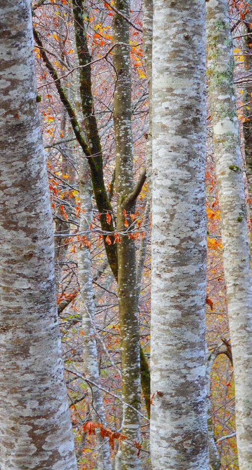 Couleur D'automne........... by PHILIPPE BERTHIER