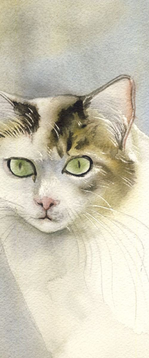 yellow and white cat by Alfred  Ng