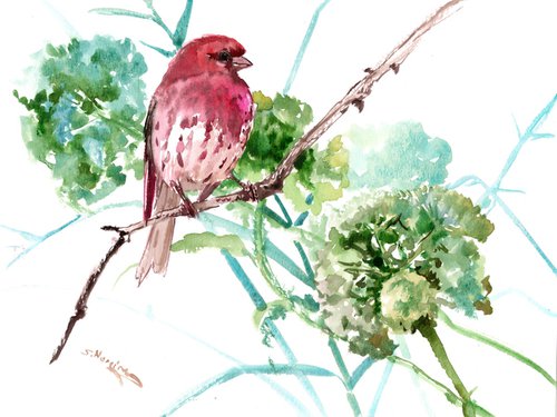 House Finch and Wild Plants by Suren Nersisyan