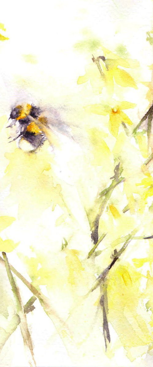 Bumblebee amongst forsythia by Anjana Cawdell