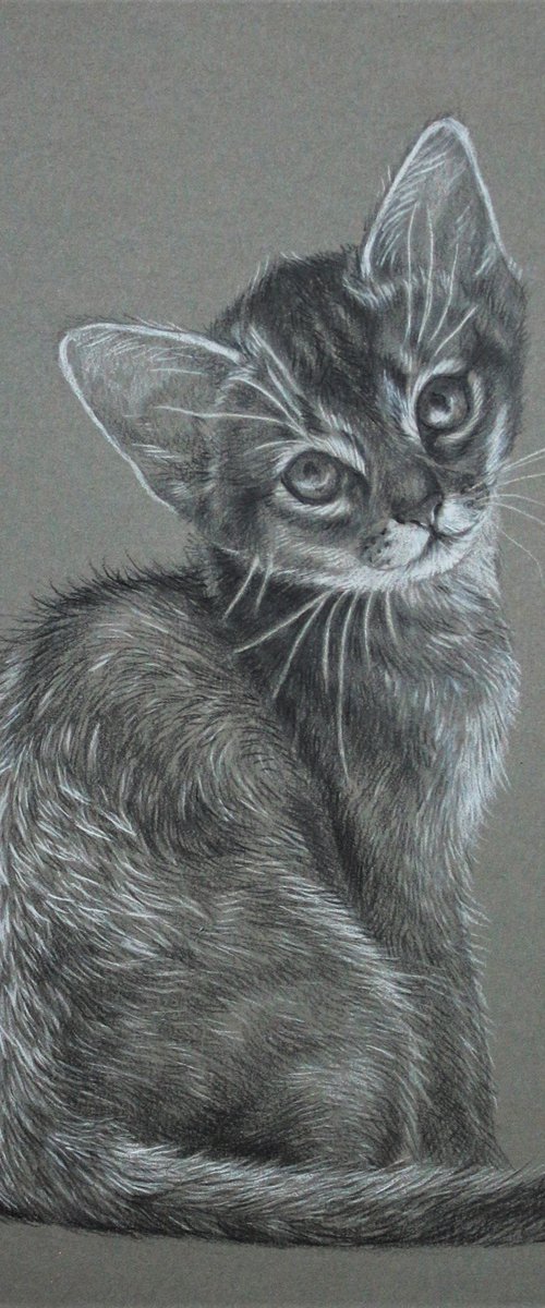 Abyssinian cat by Tatjana Bril