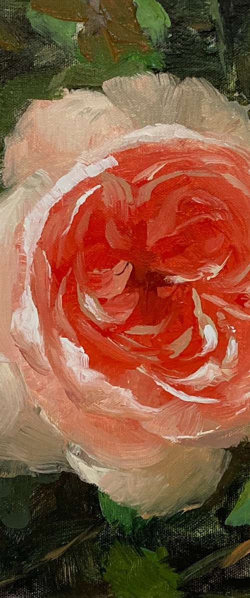 Rose Beauty #7 by Ling Strube