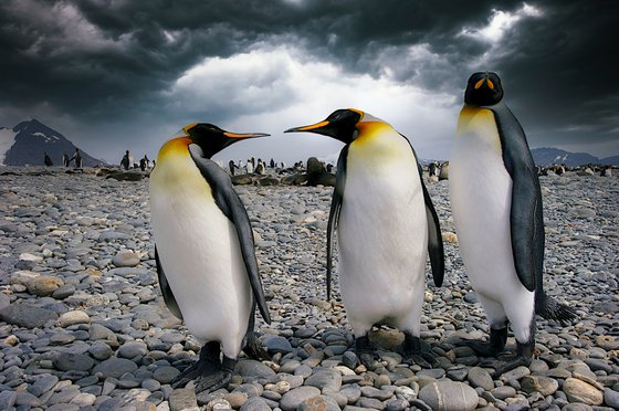 THREE'S A CROWD...King Penguins, Antarctica