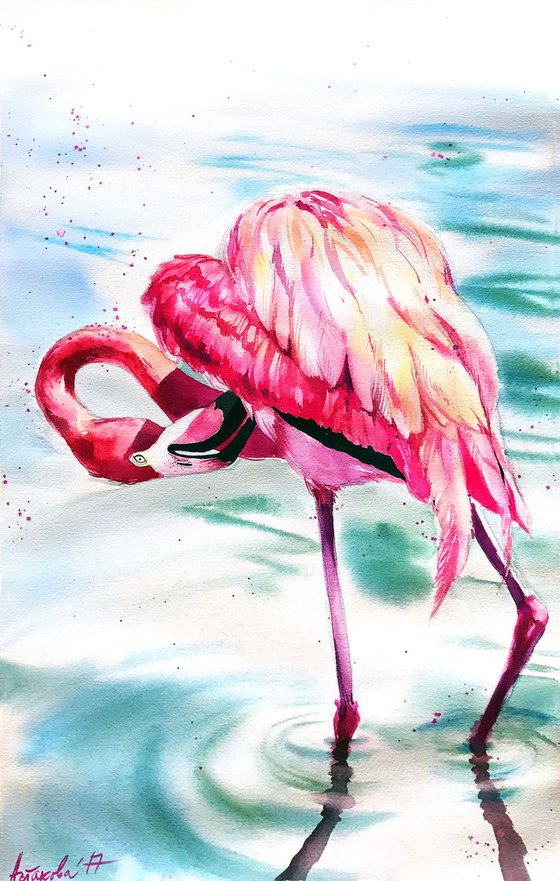 Flamingo from Cyprus