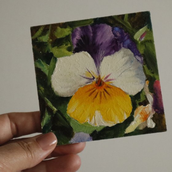 Framed Pansy Miniature Set