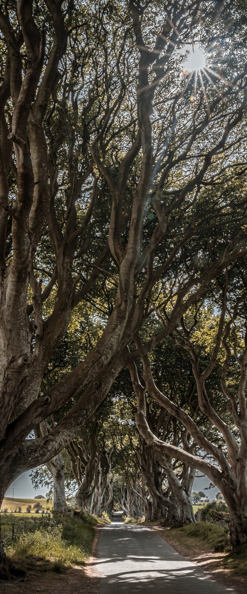 THE  FANTASTIC DARK HEDGES by Fabio Accorrà