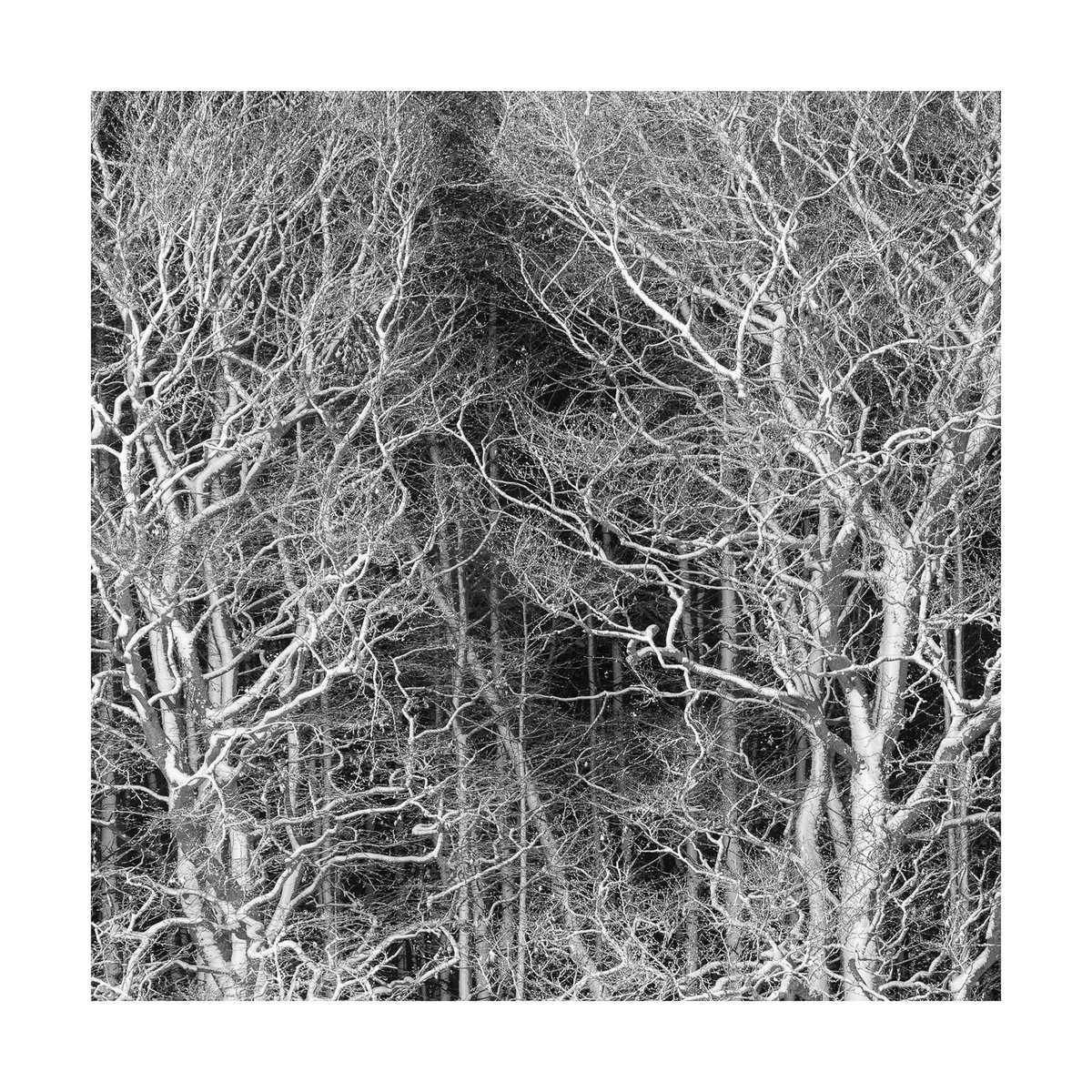 Aberdeenshire Trees IX by David Baker