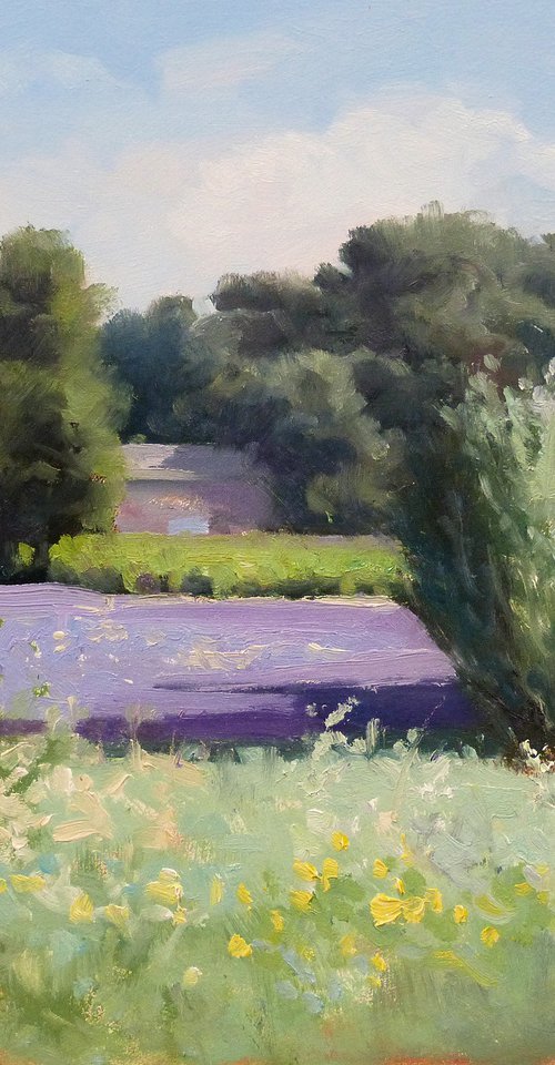 Lavender field near Taulignan by Pascal Giroud