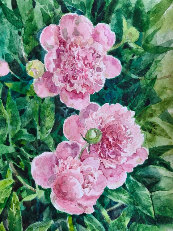 Peonies