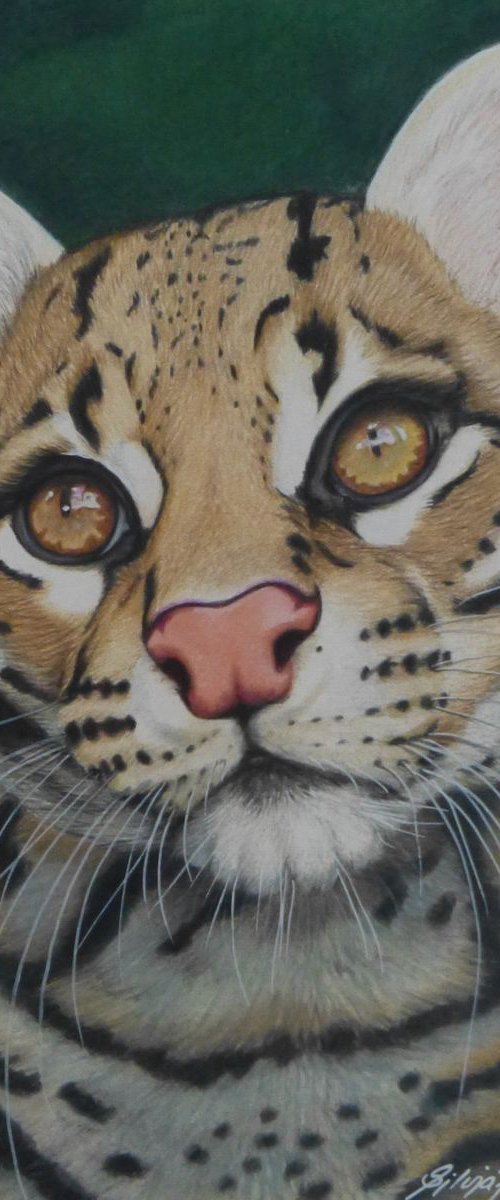 Ocelot by Silvia Frei