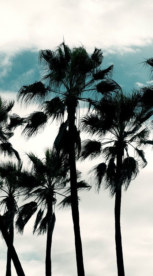 LA, Palms by Heike Bohnstengel