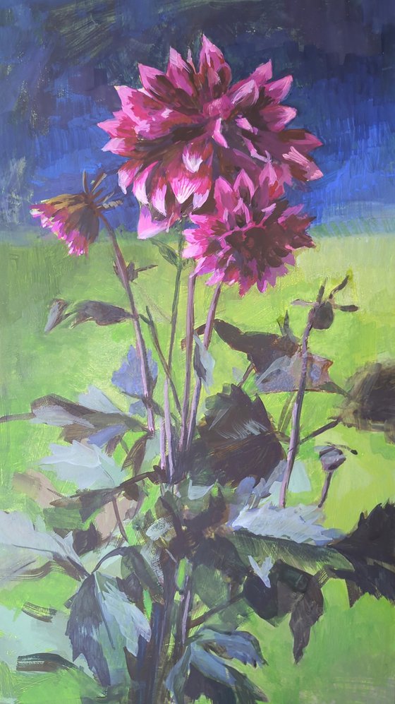 Dahlia from Ann