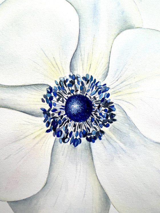 Anemone. Original watercolor artwork