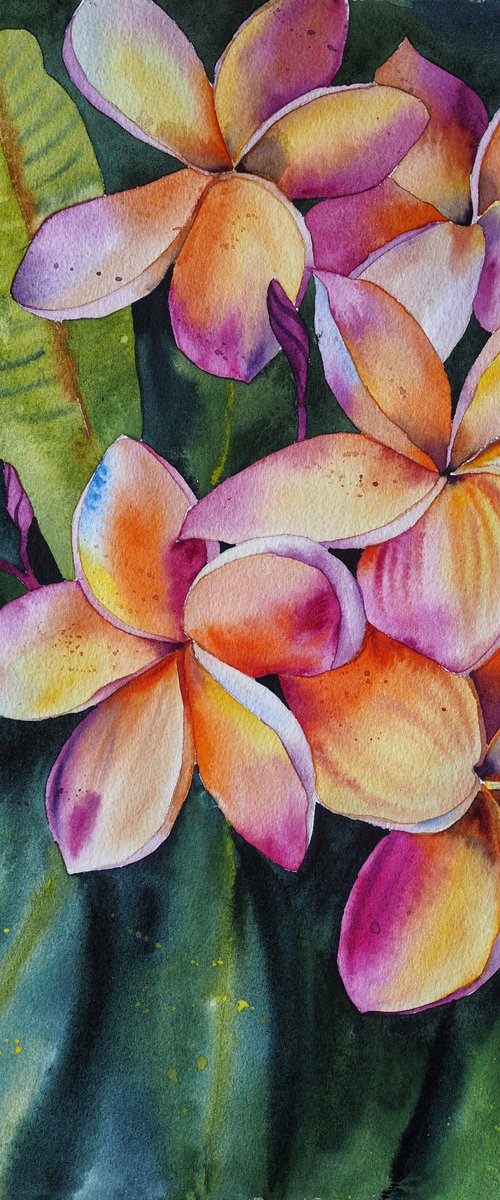 Frangipani flower by Delnara El